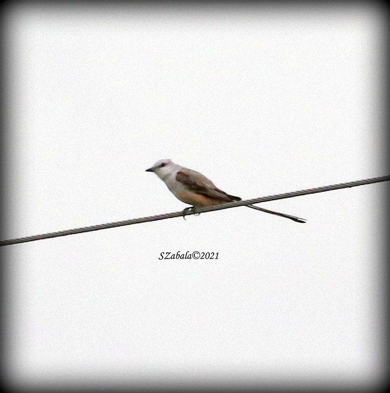 Scissor-tailed Flycatcher - Sandra Zabala