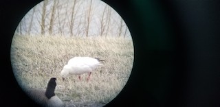Ross's Goose, ML325517191