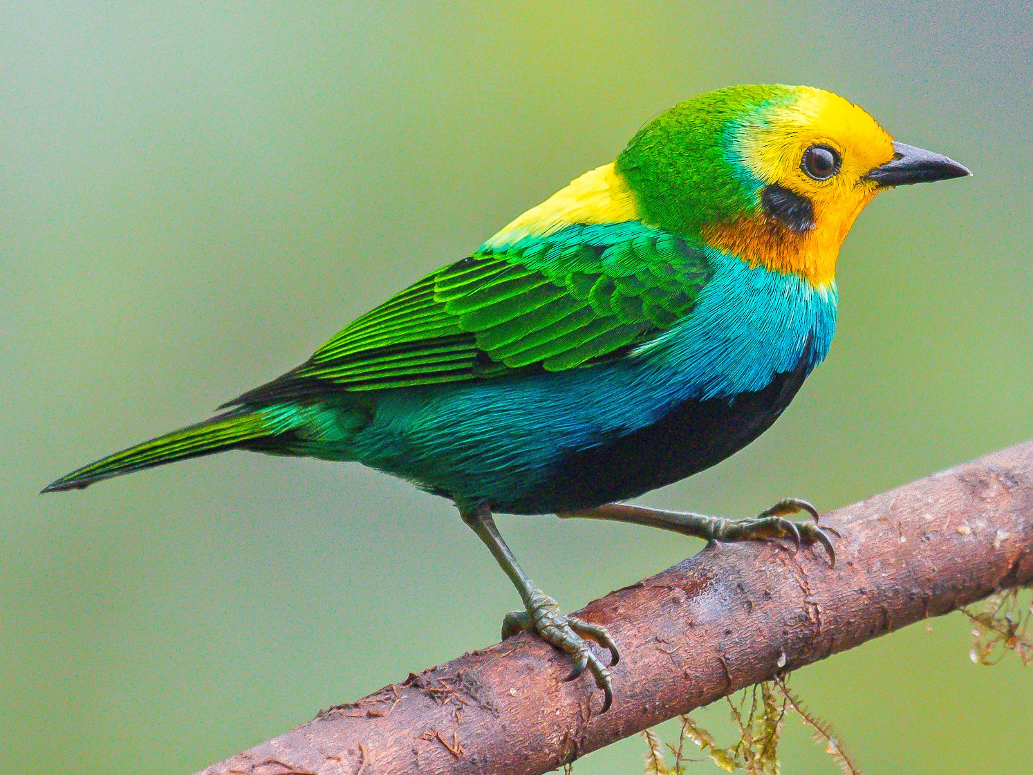 Multicolored Tanager - David Monroy Rengifo