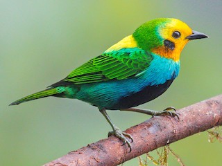  - Multicolored Tanager