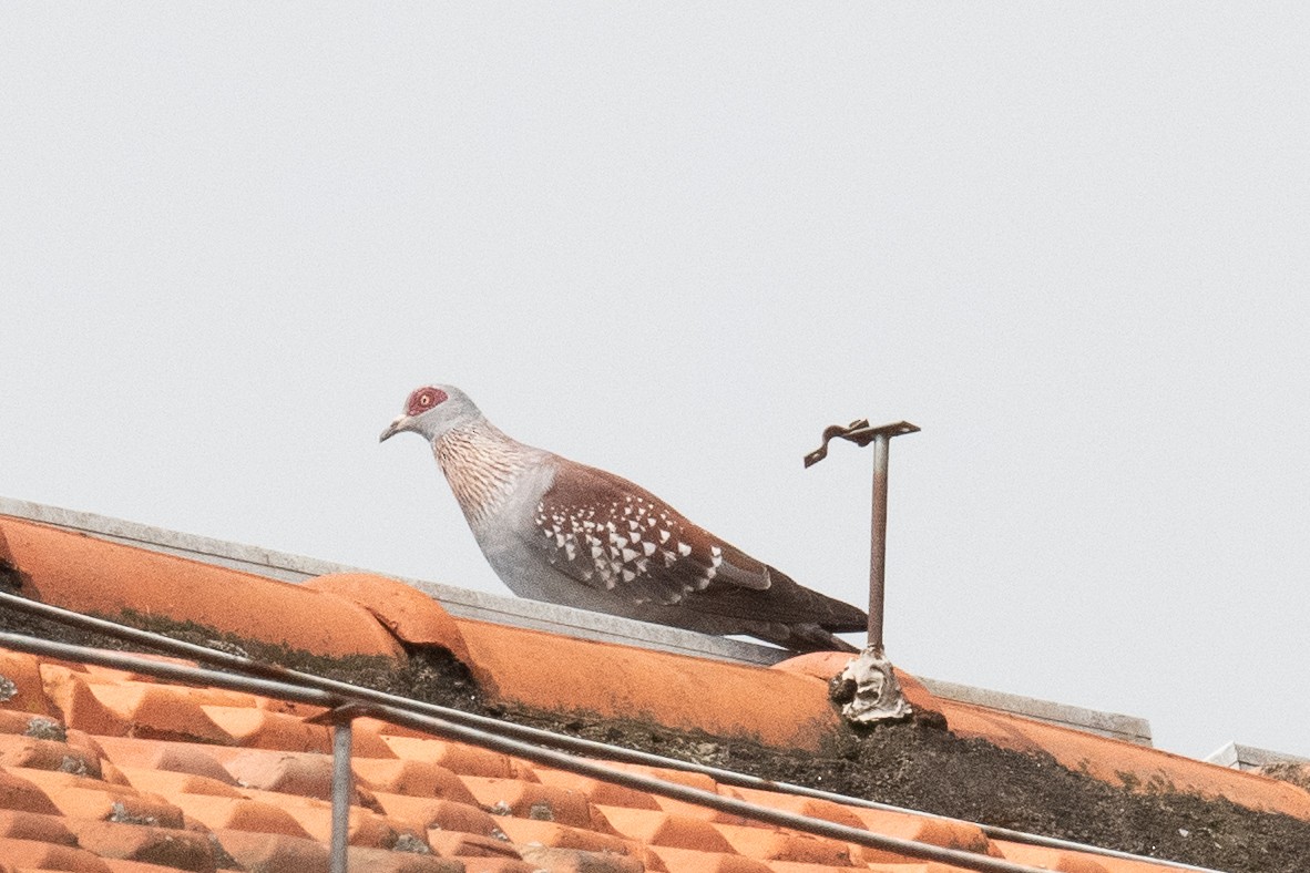 Speckled Pigeon - Warren Whaley