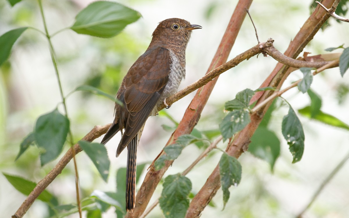 Fan-tailed Cuckoo - James Kennerley