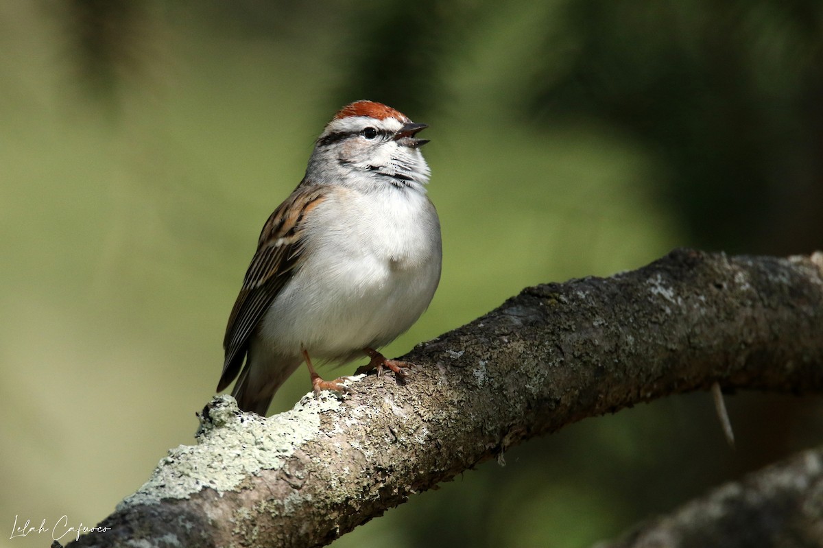 Chipping Sparrow - Lelah Cafuoco