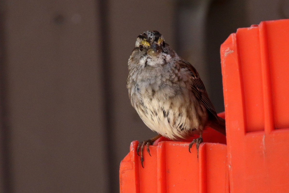 White-throated Sparrow - Lelah Cafuoco