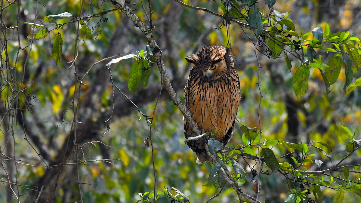 Tawny Fish-Owl - James Livaudais