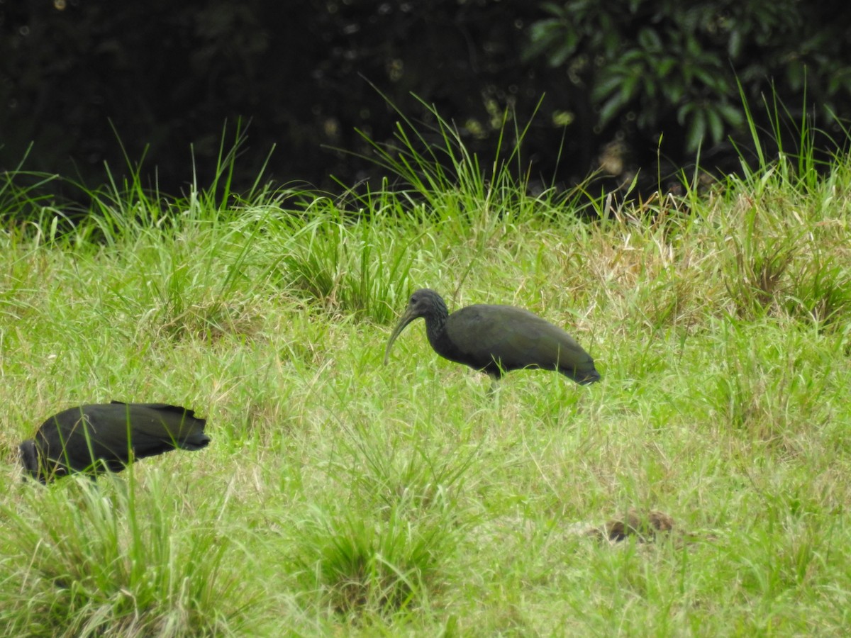 ibis zelený - ML325525601