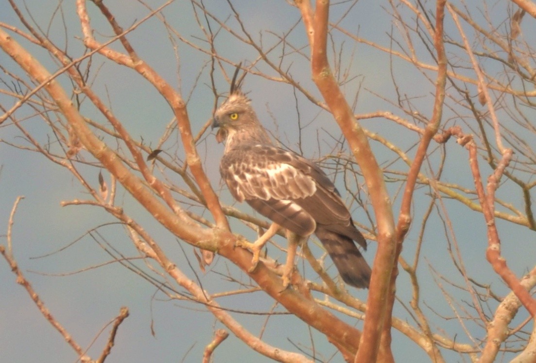 Changeable Hawk-Eagle (Crested) - ML325526191