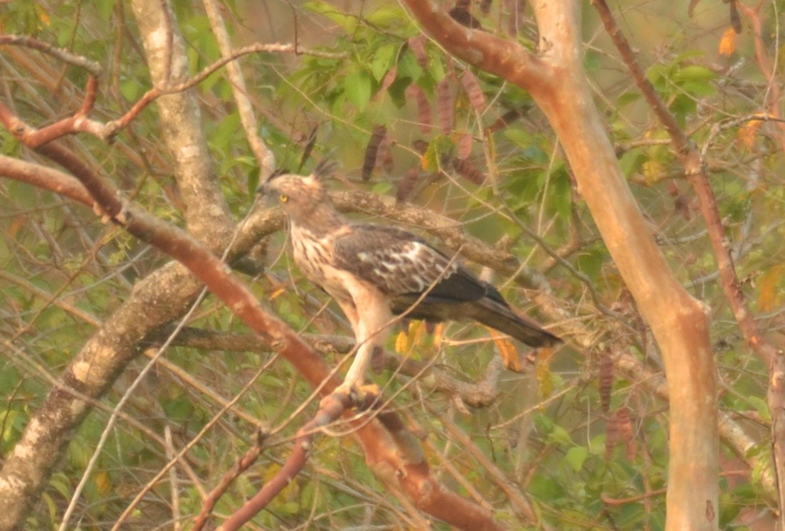 Changeable Hawk-Eagle (Crested) - ML325526211