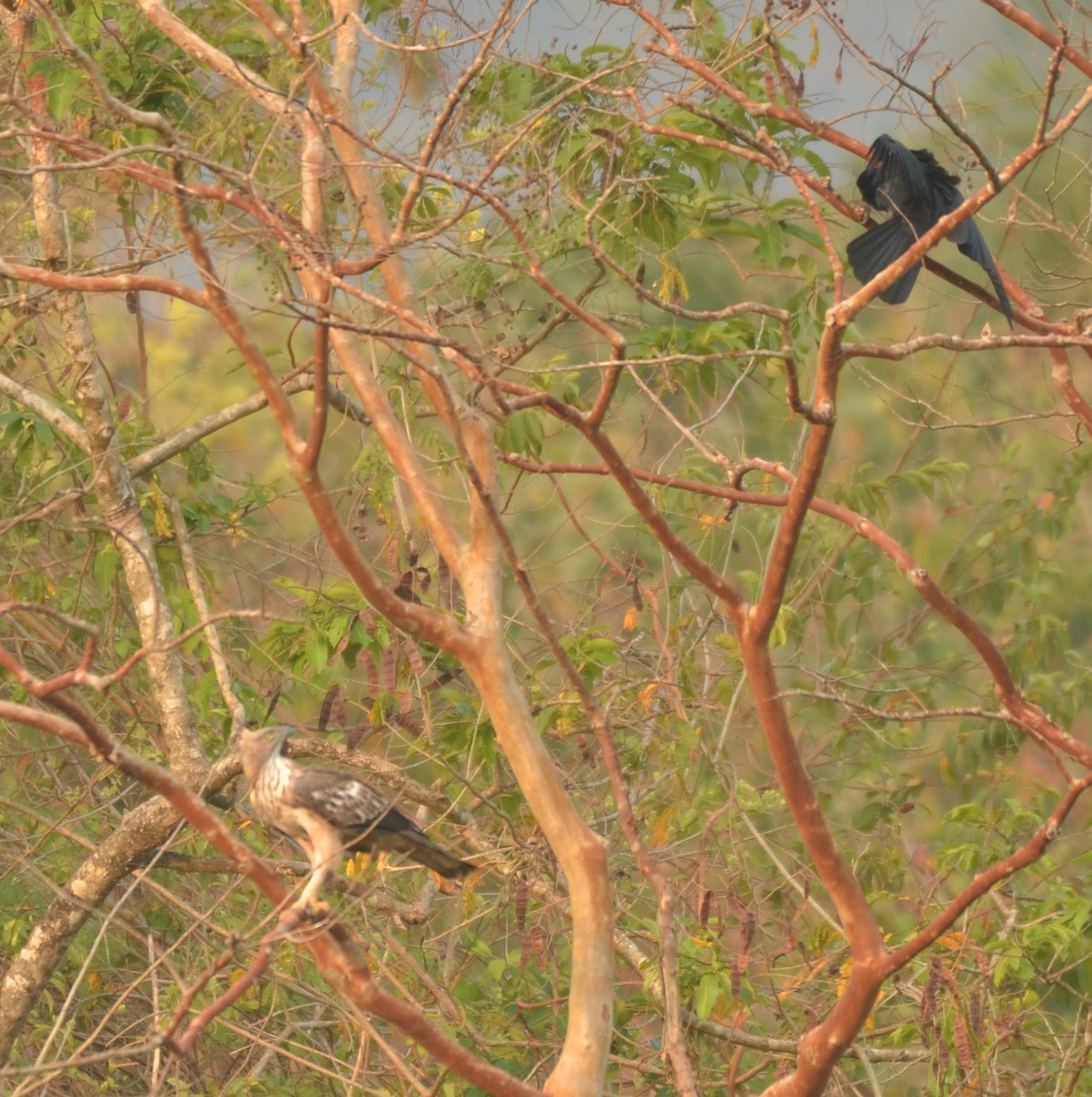 Орел-чубань індійський (підвид cirrhatus/ceylanensis) - ML325526221