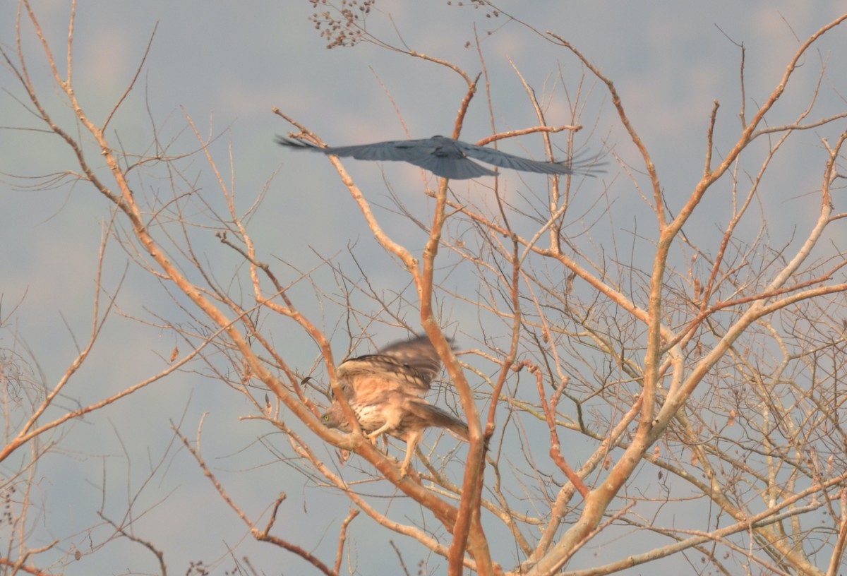 Changeable Hawk-Eagle (Crested) - Premchand Reghuvaran
