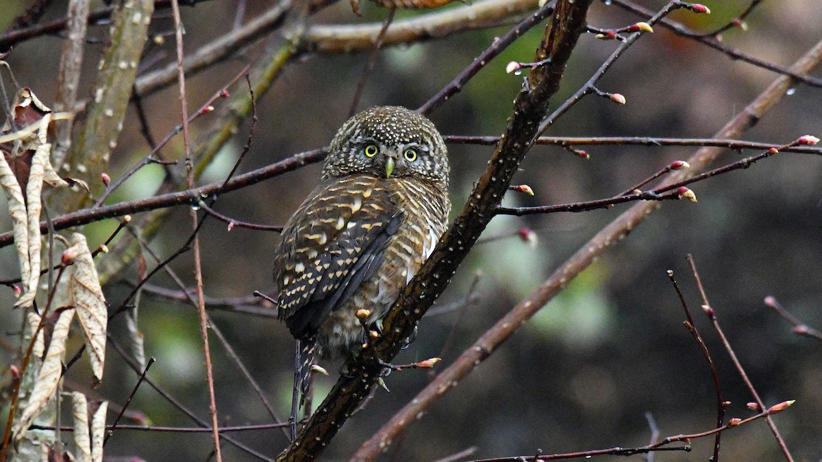 Collared Owlet - ML325527201