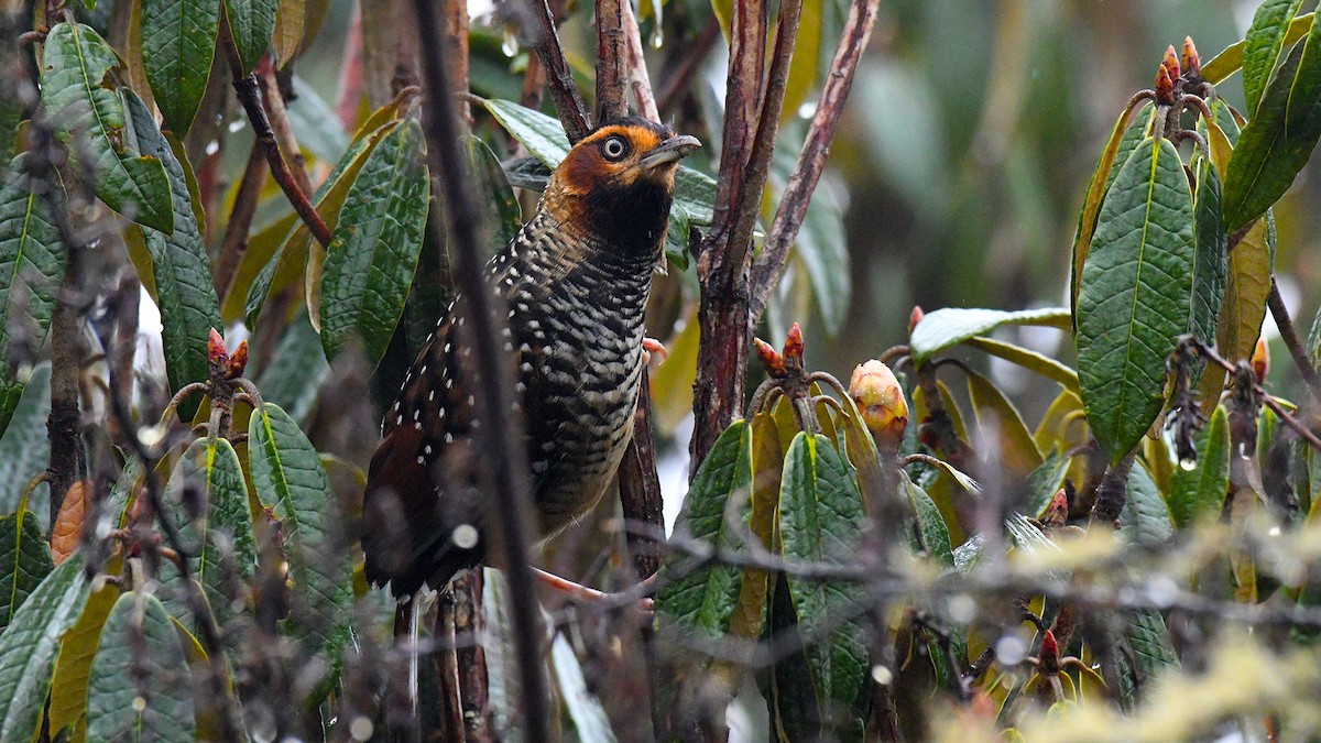 Spotted Laughingthrush - ML325527431