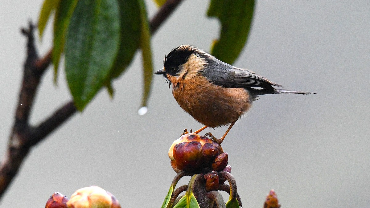 Black-browed Tit (Rufous-fronted) - ML325527591