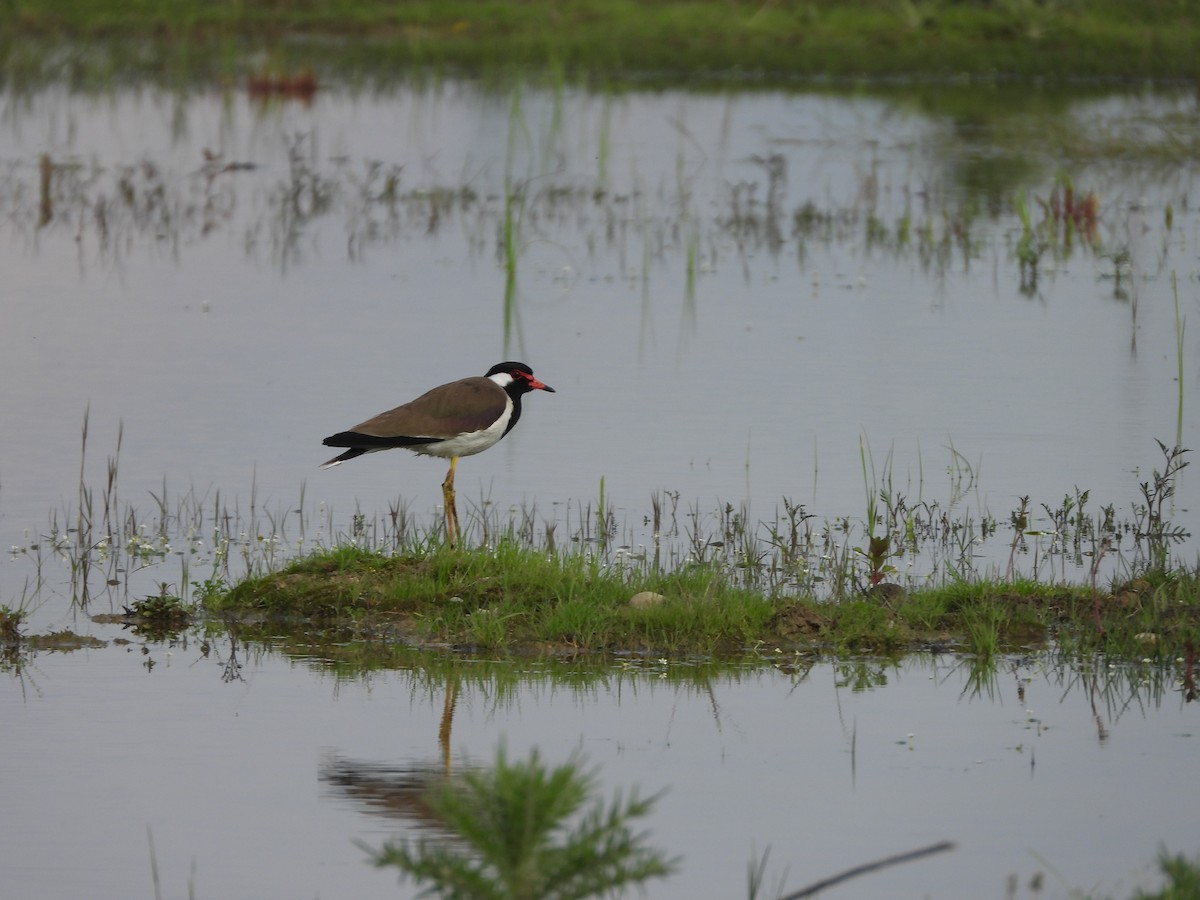 Red-wattled Lapwing - Ansar Ahmad Bhat