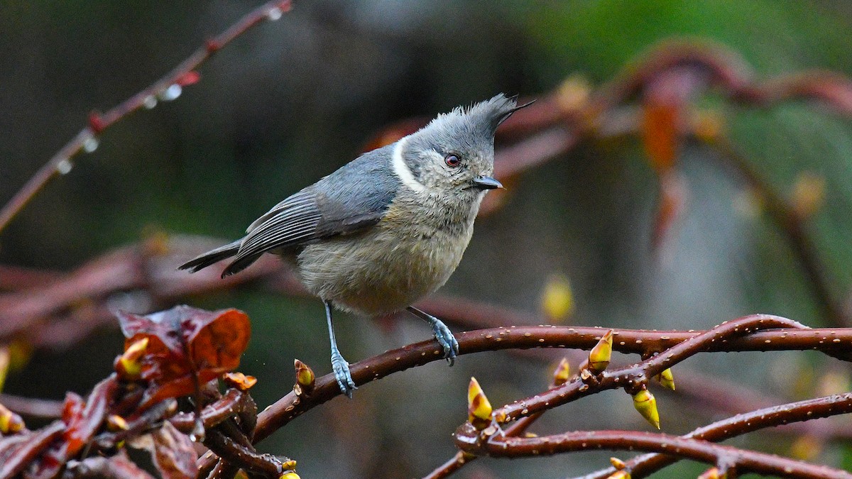 Gray-crested Tit - ML325527791