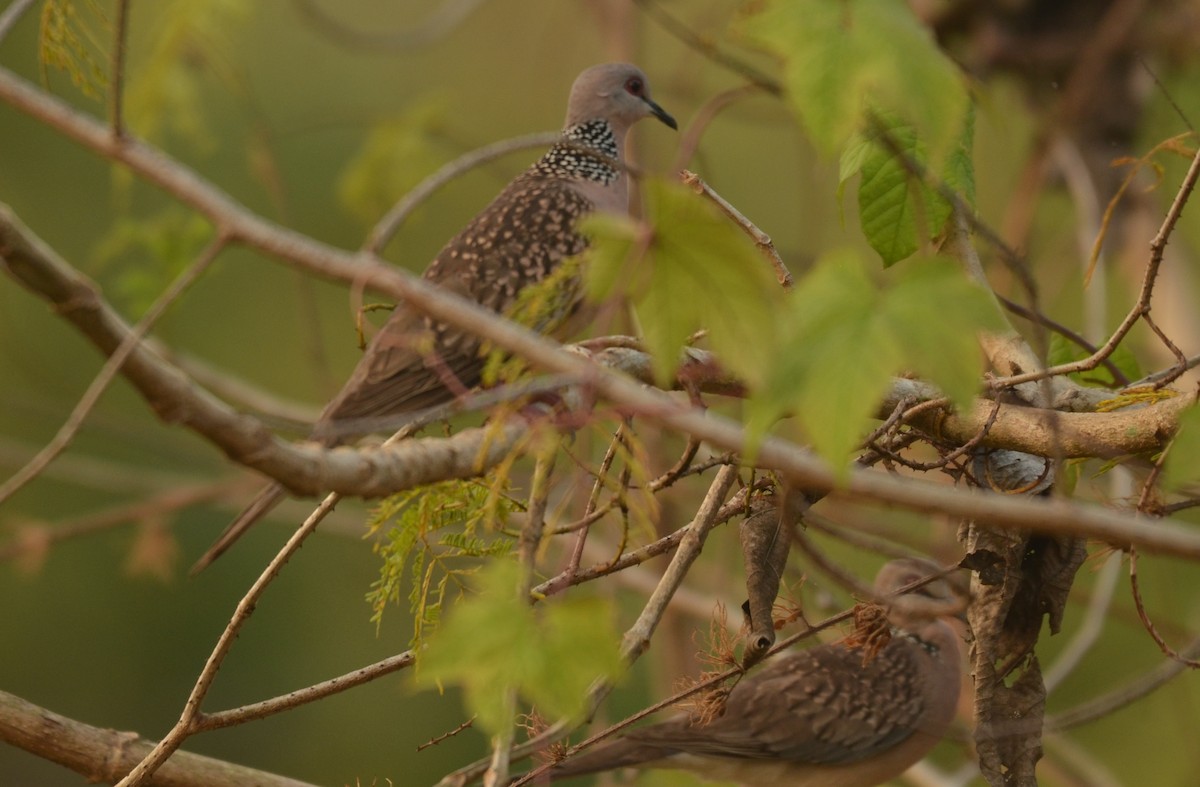 Spotted Dove - Premchand Reghuvaran