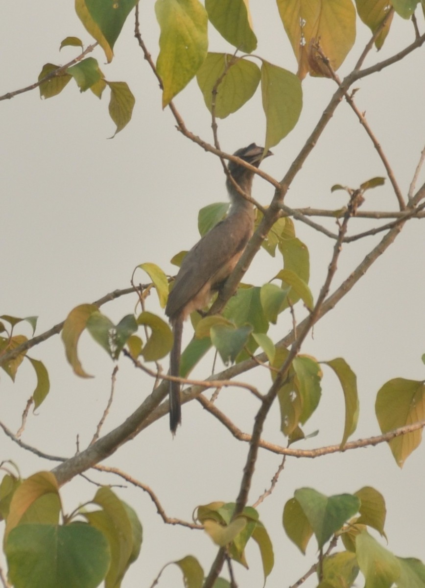 Indian Gray Hornbill - ML325528591