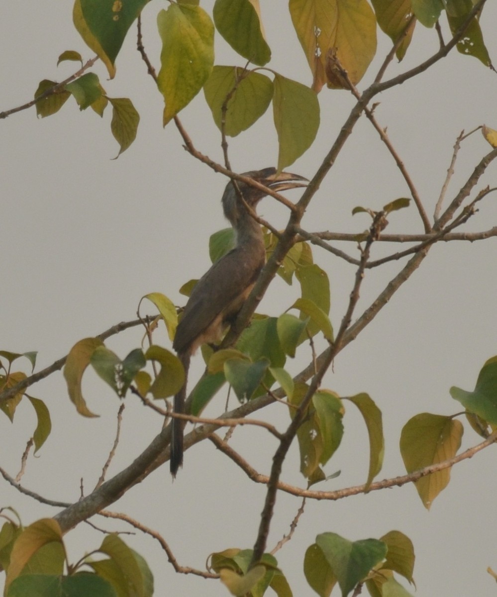 Indian Gray Hornbill - ML325528611