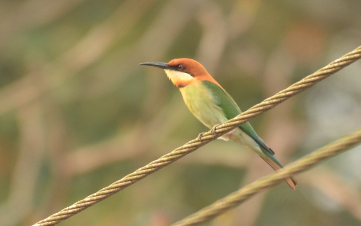Chestnut-headed Bee-eater - Premchand Reghuvaran