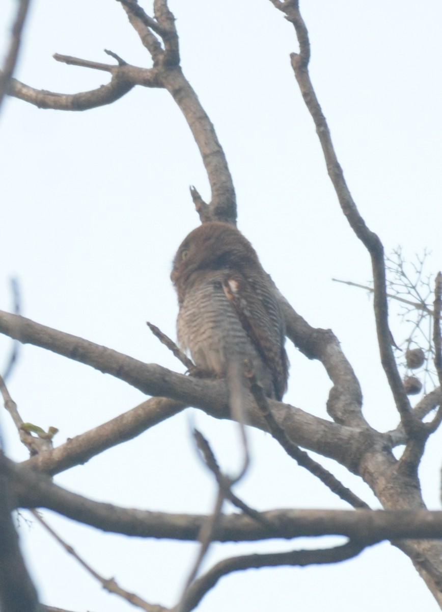 Jungle Owlet - Premchand Reghuvaran