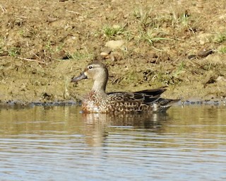 Blue-winged Teal, ML325531461