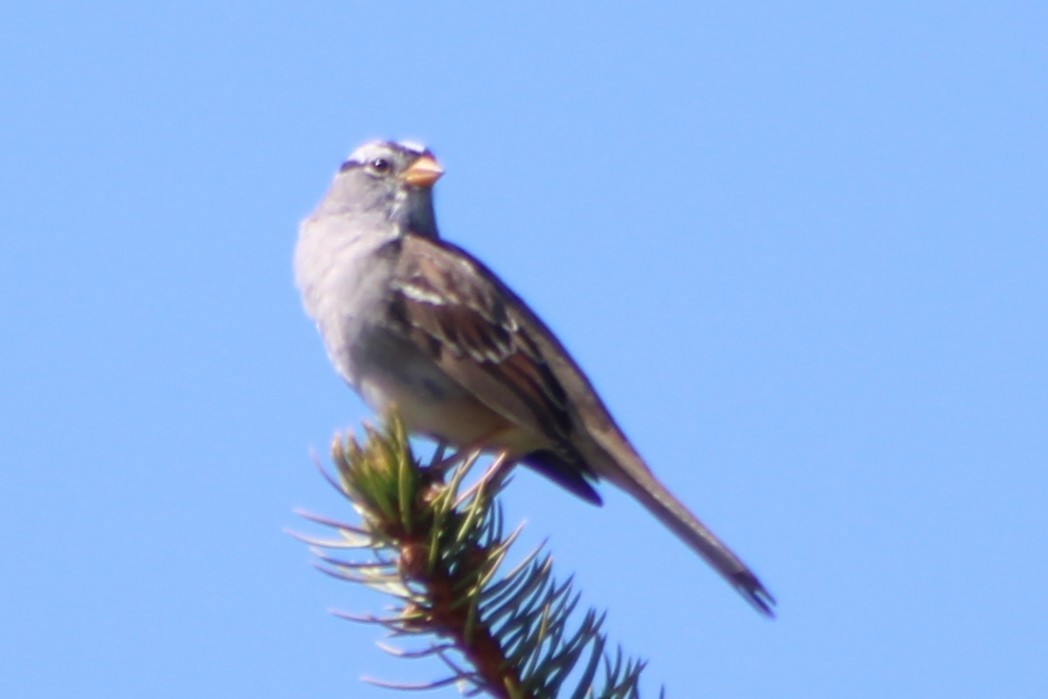 White-crowned Sparrow (Gambel's) - ML325534311