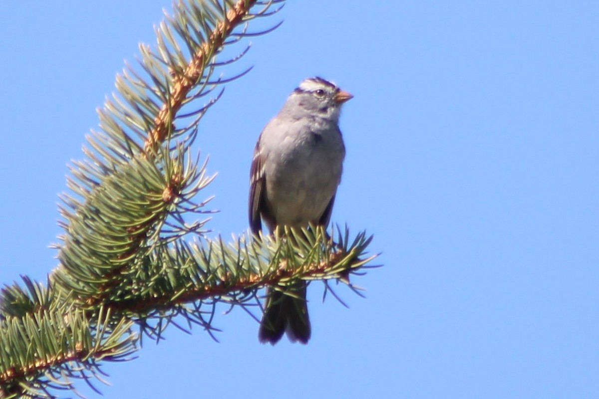 White-crowned Sparrow (Gambel's) - ML325534331