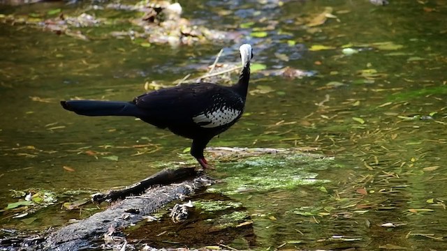 Black-fronted Piping-Guan - ML325538921