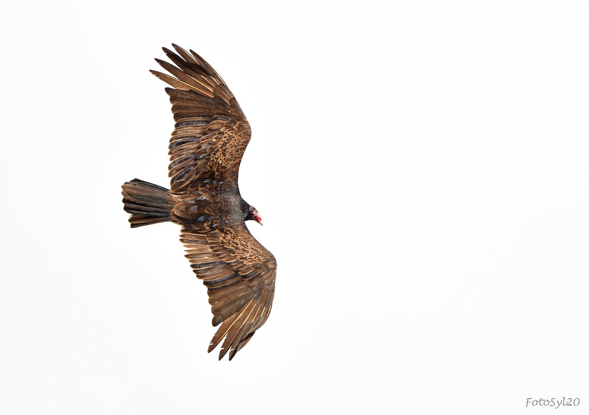 Turkey Vulture - Sylvain Dallaire
