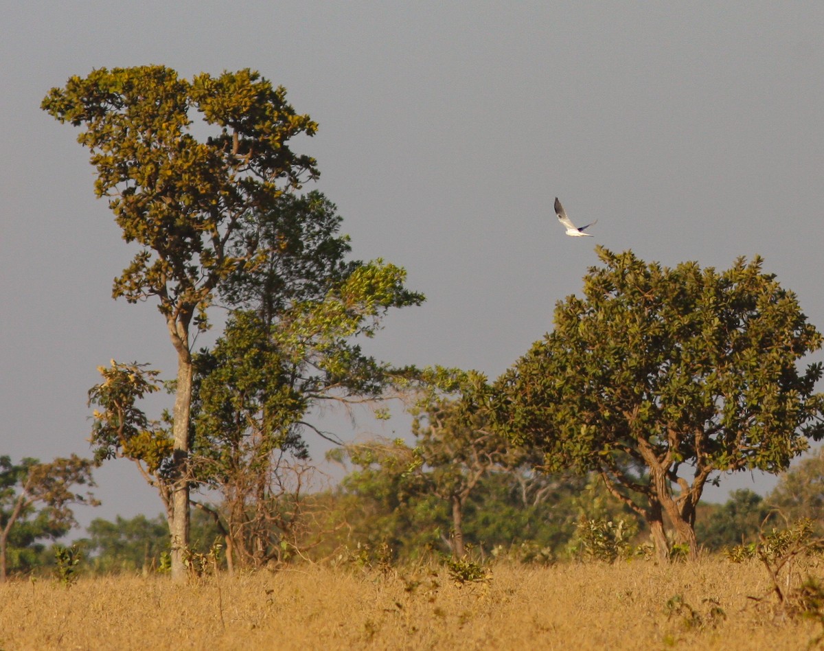 White-tailed Kite - ML325544901