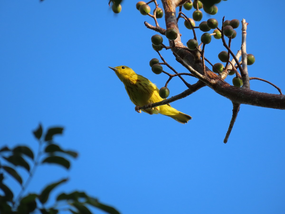 Yellow Warbler - ML325545971