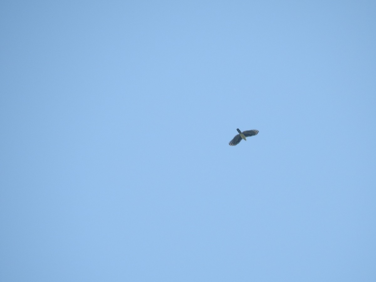 Gray-headed Kite - ML325546351