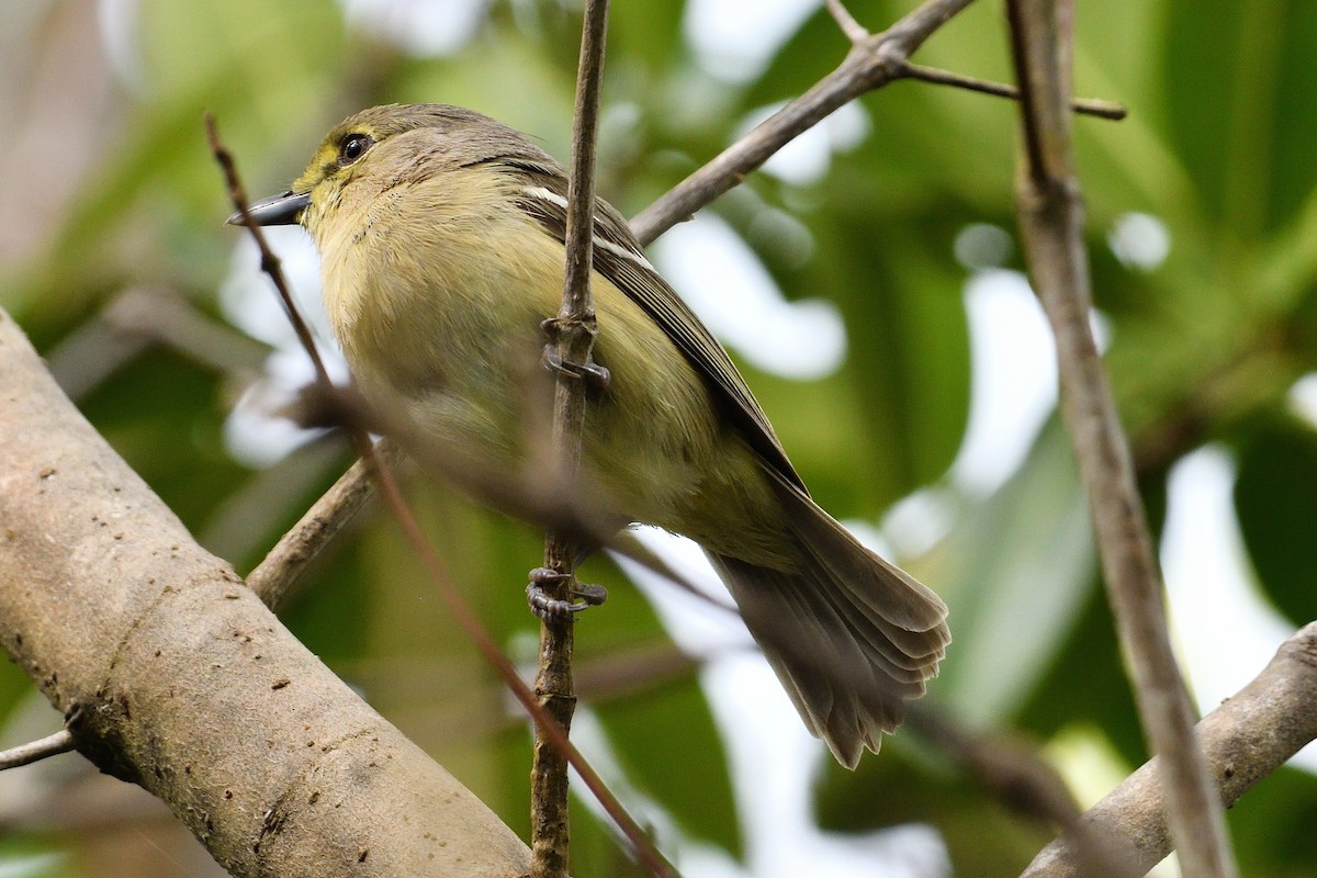 Thick-billed Vireo - ML325546711