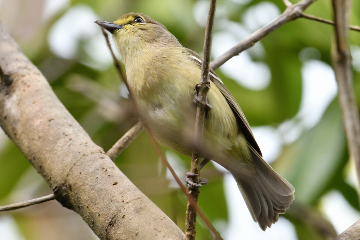 Thick-billed Vireo - ML325546911