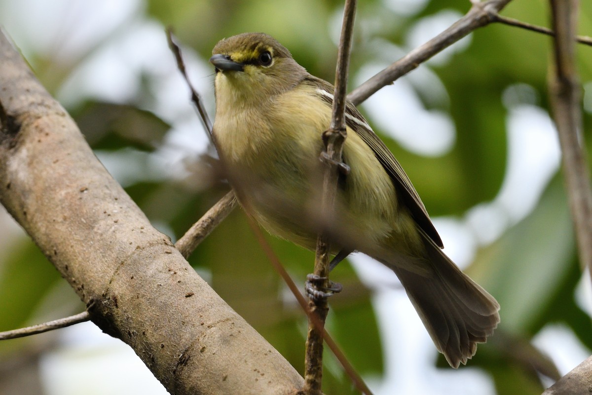 Thick-billed Vireo - ML325546961