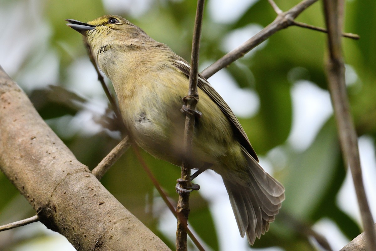 Thick-billed Vireo - ML325546971