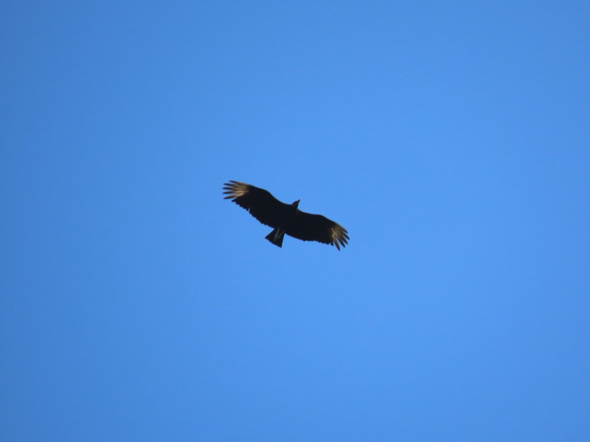 Black Vulture - ML325548141