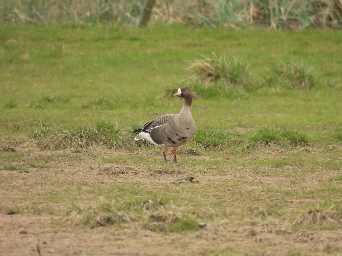 Greater White-fronted Goose - ML325549201