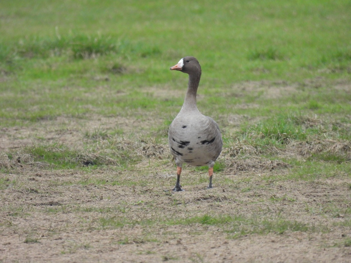 Greater White-fronted Goose - ML325549261