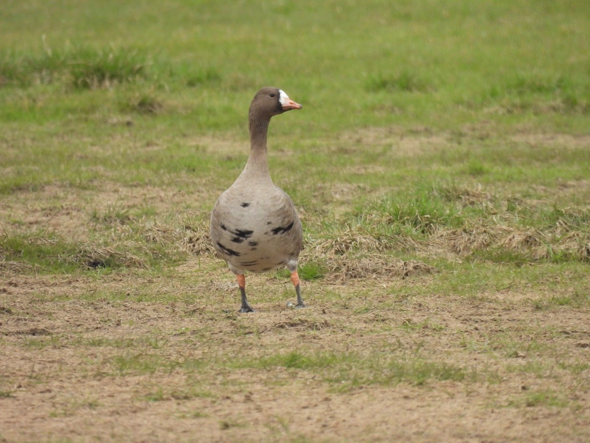 Greater White-fronted Goose - ML325549311