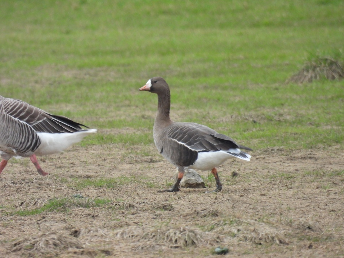 Greater White-fronted Goose - ML325549411