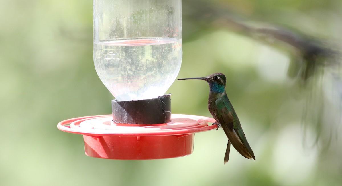 Rivoli's Hummingbird - ML32555351