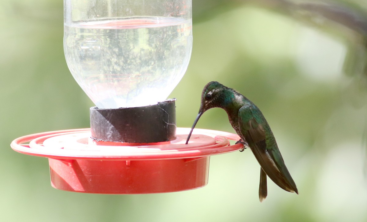 Rivoli's Hummingbird - ML32555361