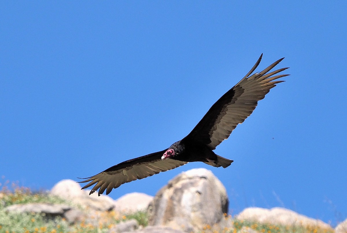 Turkey Vulture - ML325553861