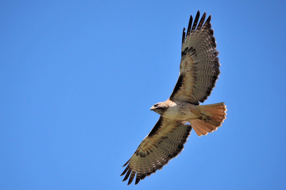Red-tailed Hawk - ML325553971