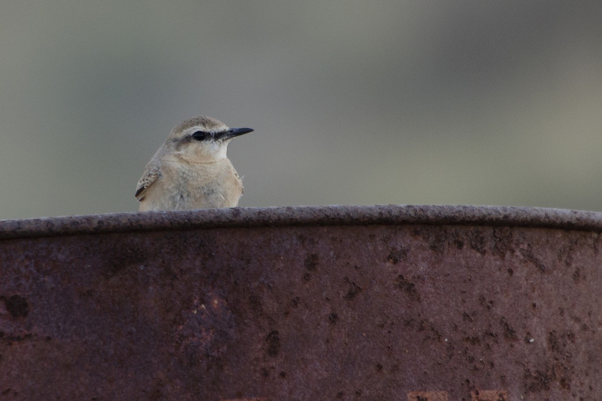 Isabelline Wheatear - Miguel Rouco