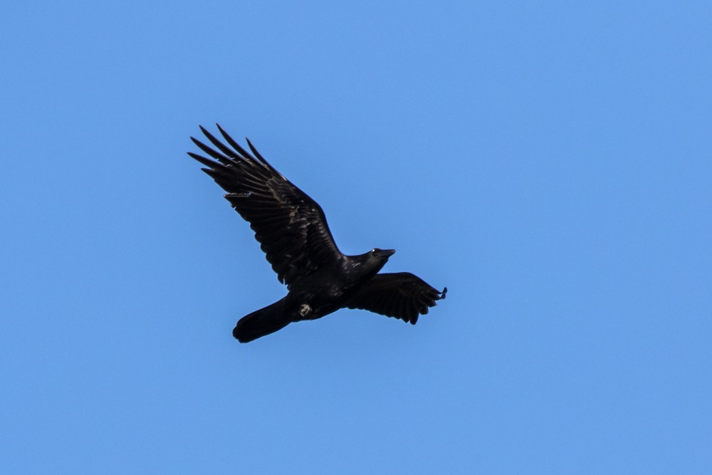 Common Raven - ML325560701