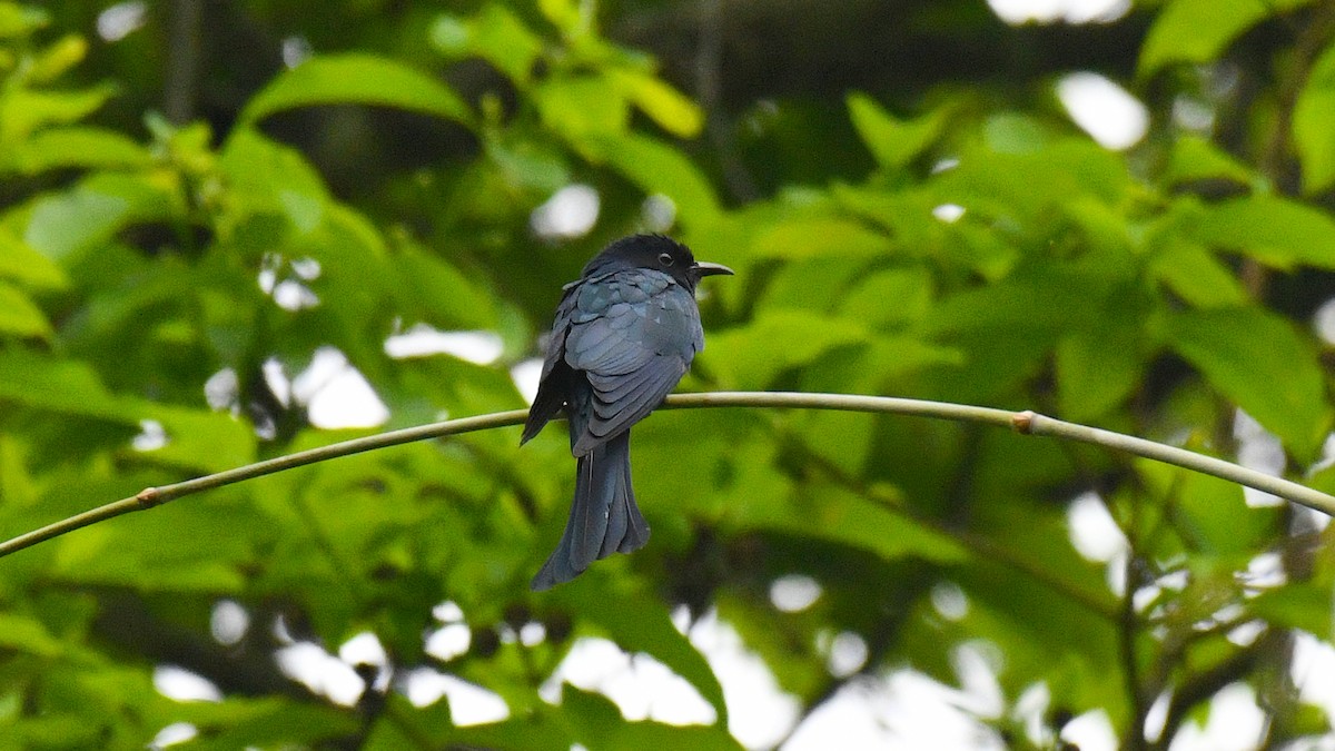 Square-tailed Drongo-Cuckoo - ML325561411