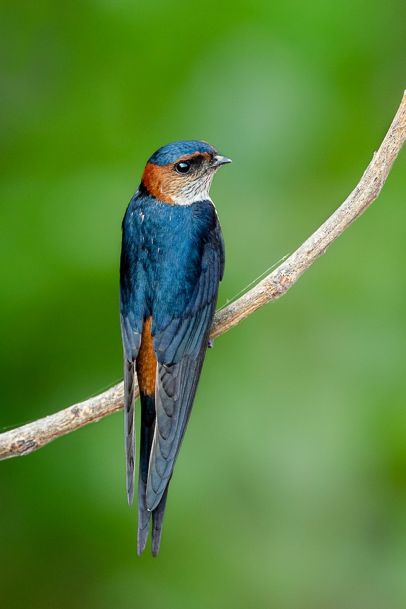 Red-rumped Swallow - ML325561421