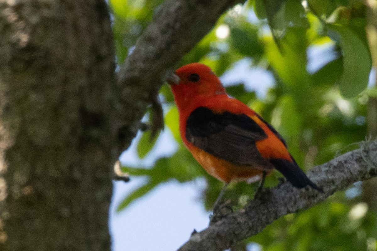 Scarlet Tanager - Charles Robshaw
